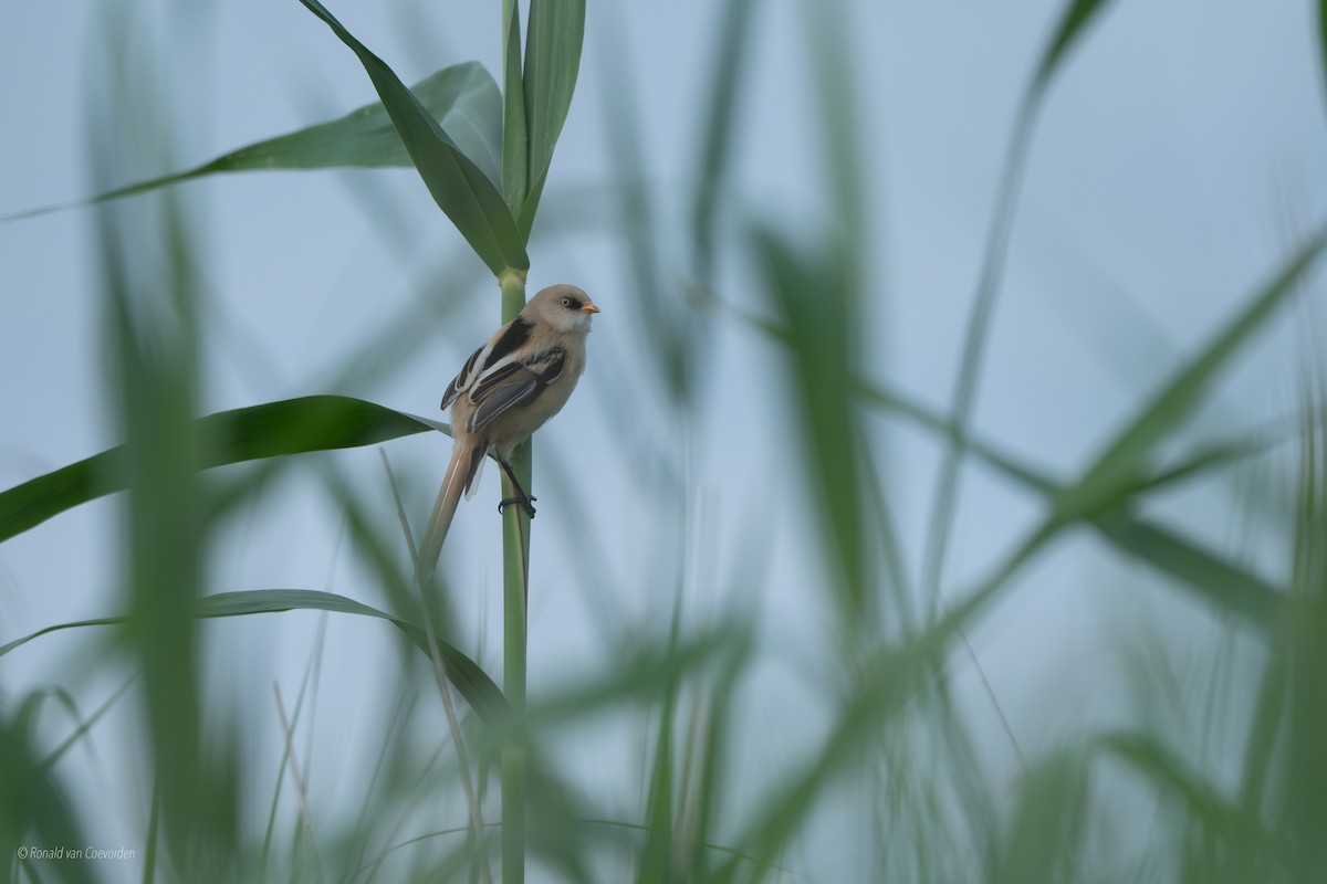 Bearded Reedling - ML638790798