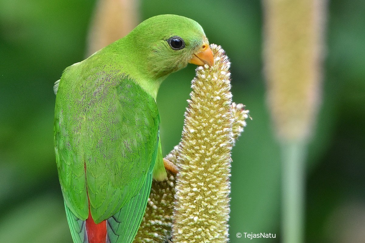 Vernal Hanging-Parrot - ML638790800