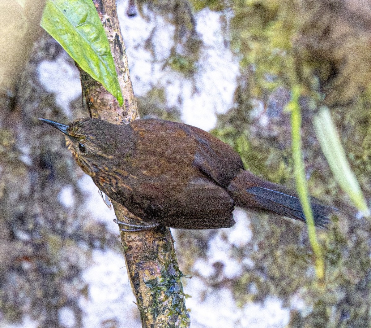 Spotted Barbtail - ML638790801