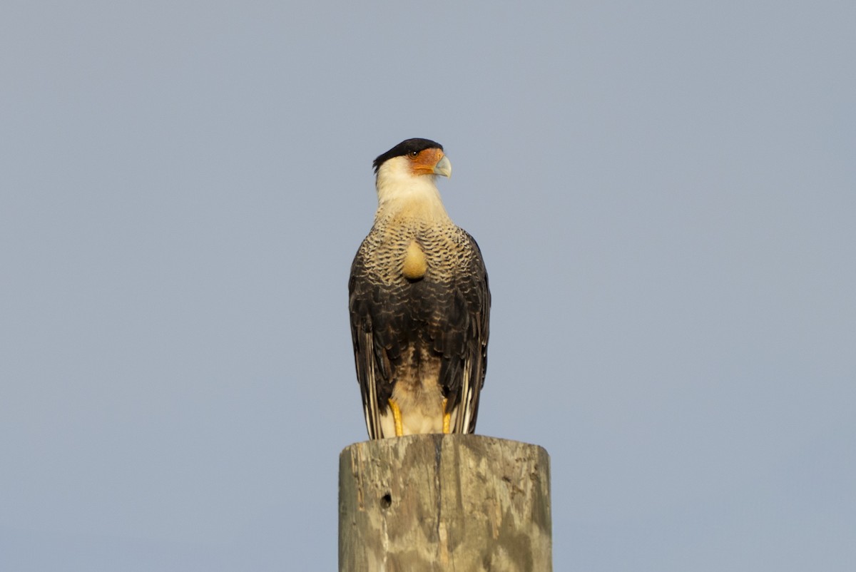 Crested Caracara - ML638790802