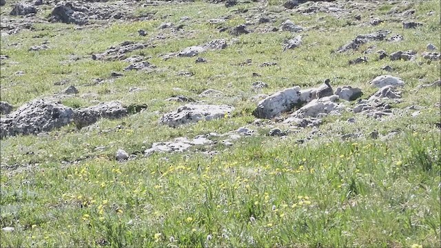 White-tailed Ptarmigan - ML638790804