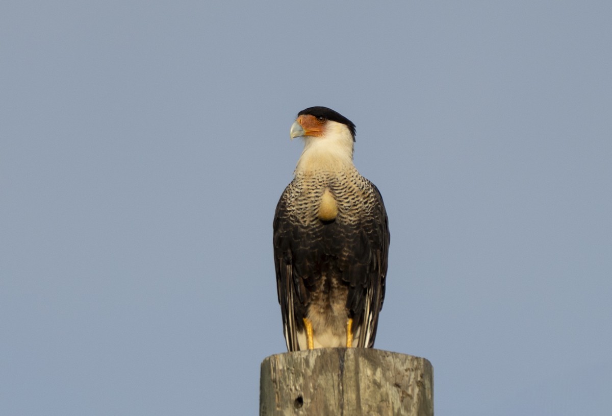 Crested Caracara - ML638790805