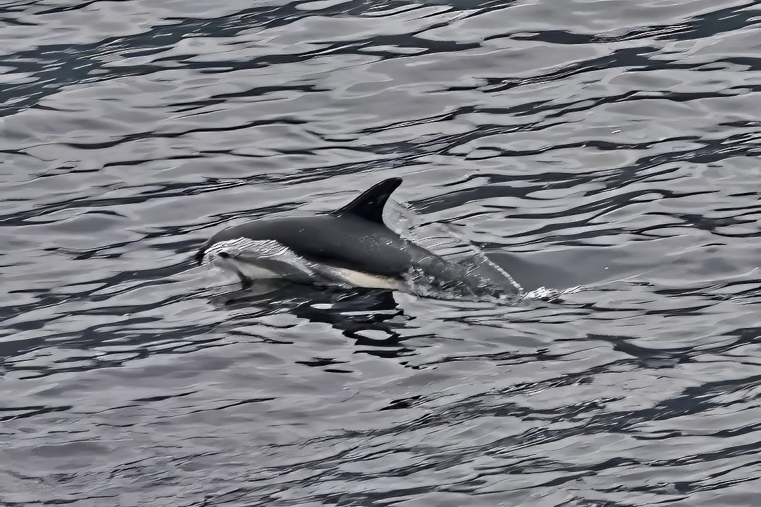 Atlantic White-sided Dolphin - ML638790808