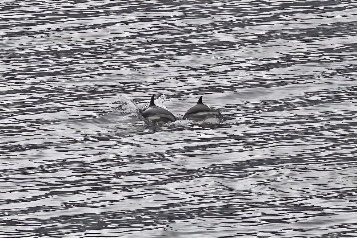 Atlantic White-sided Dolphin - ML638790810