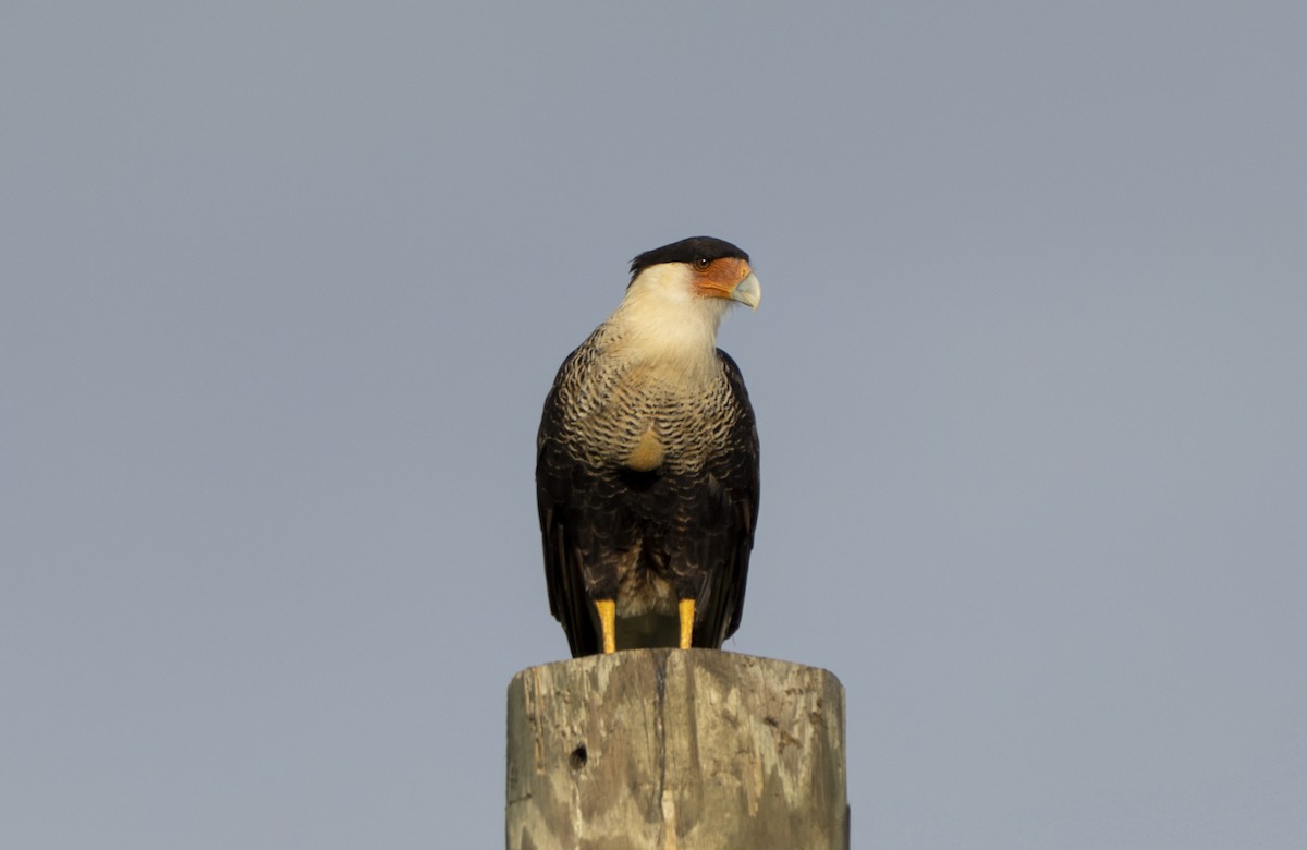 Crested Caracara - ML638790812