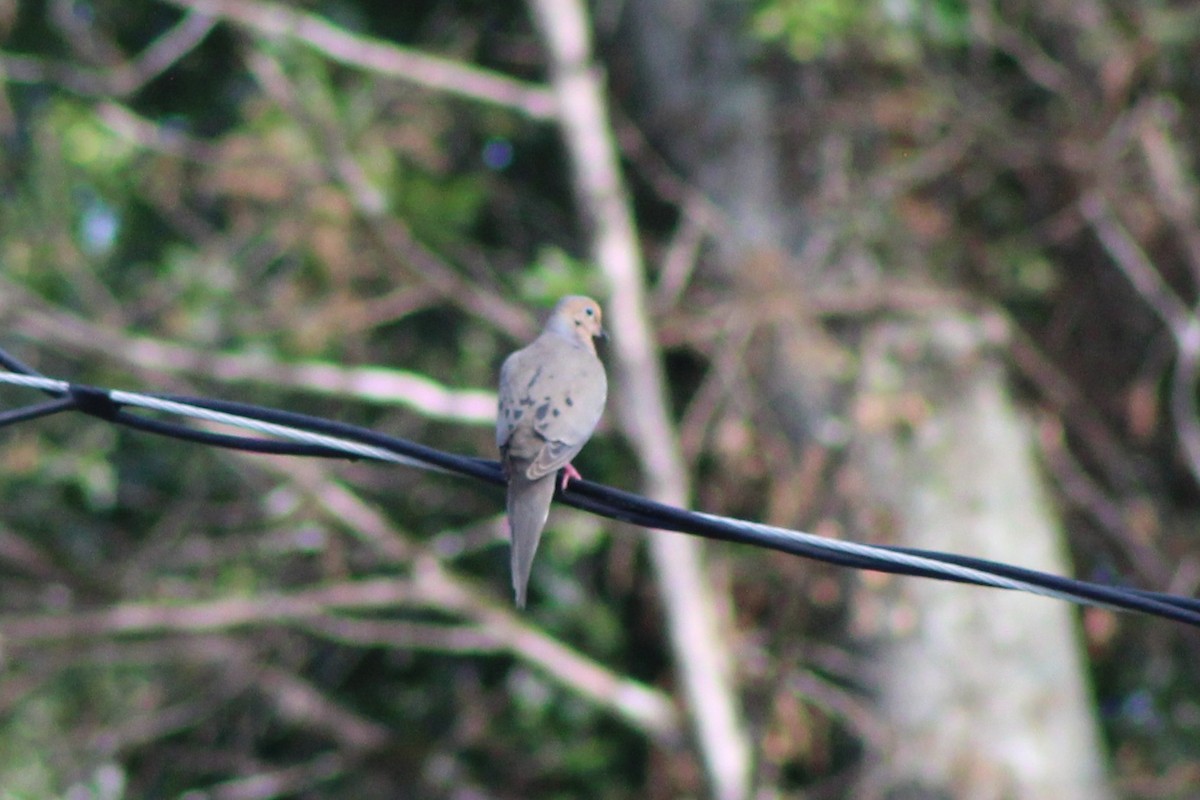 Mourning Dove - ML638790814