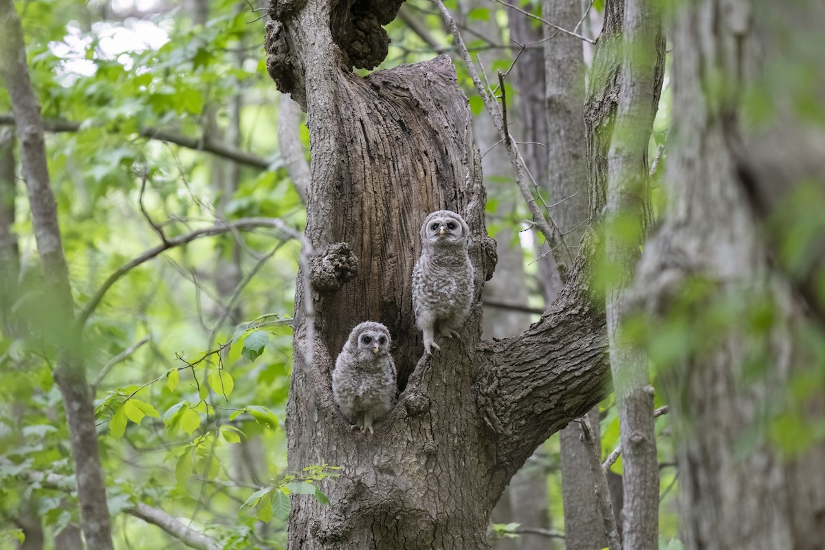 Barred Owl - ML638790818