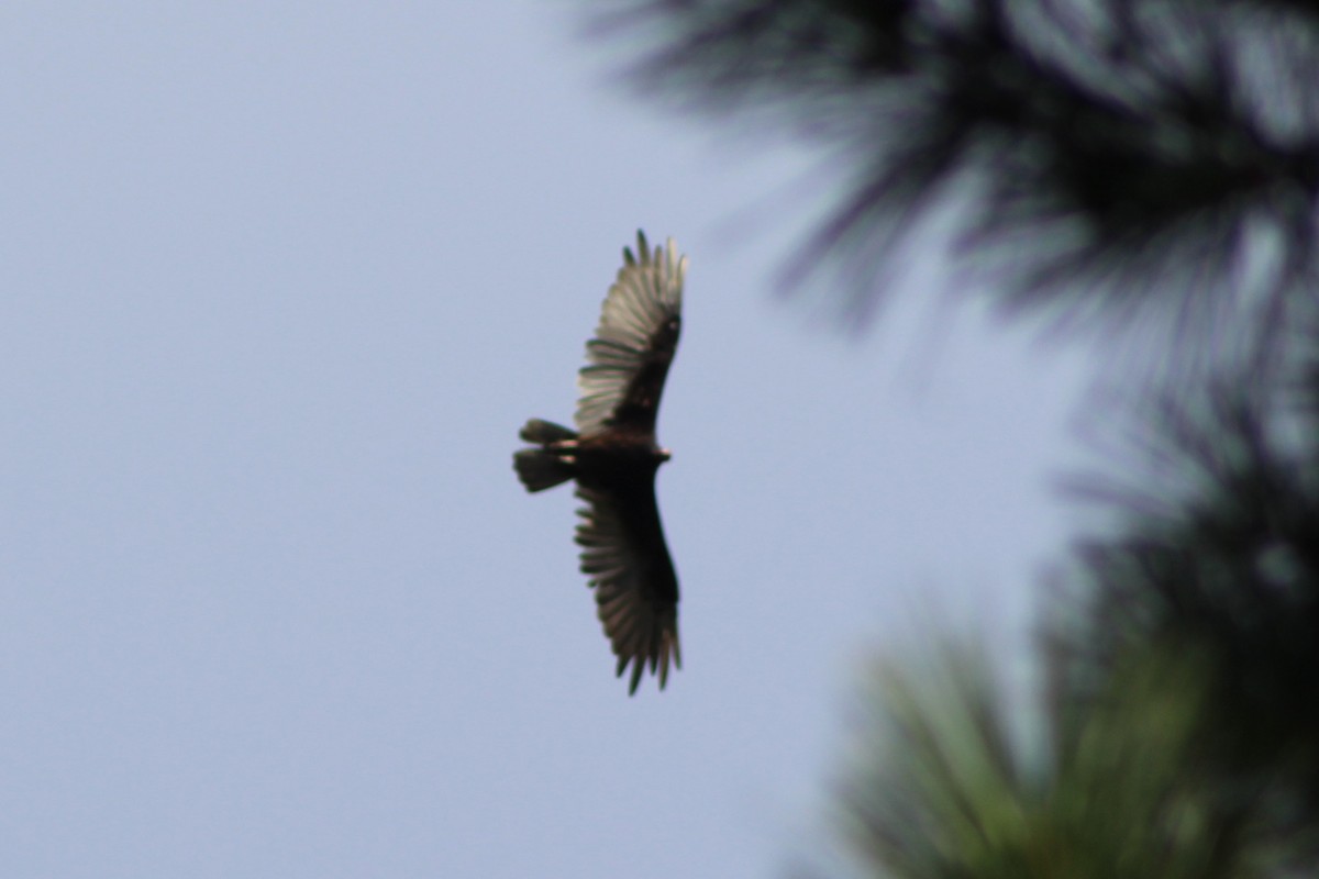 Turkey Vulture - ML638790826