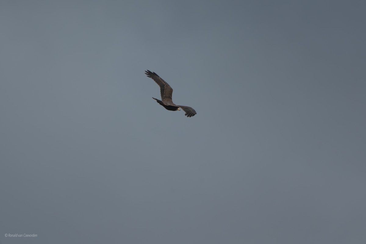Western Marsh Harrier - ML638790827