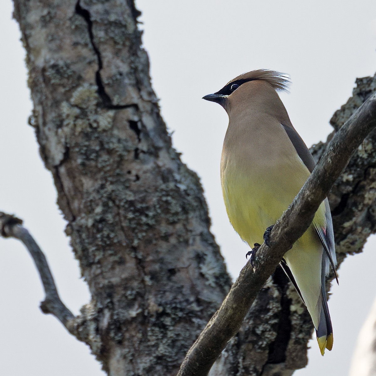 Cedar Waxwing - ML638790830