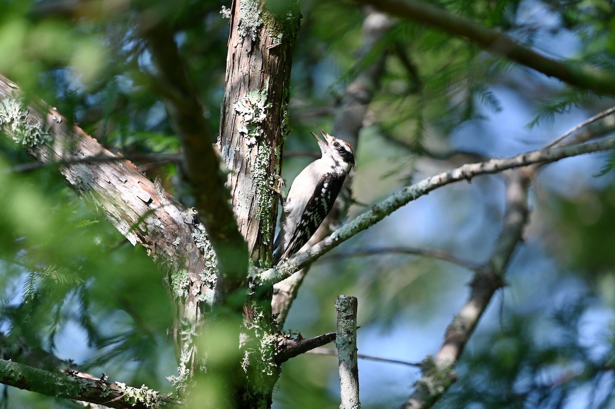 Downy Woodpecker - ML638790833