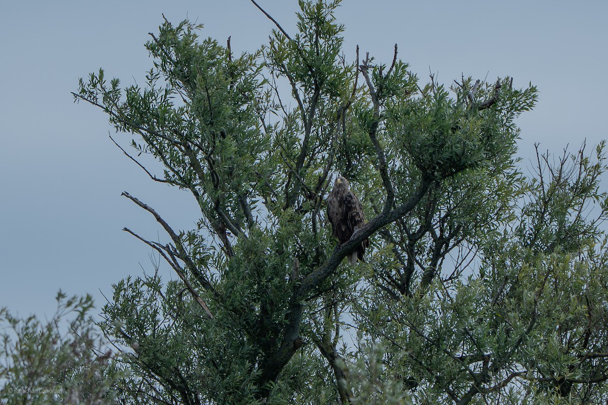 White-tailed Eagle - ML638790868