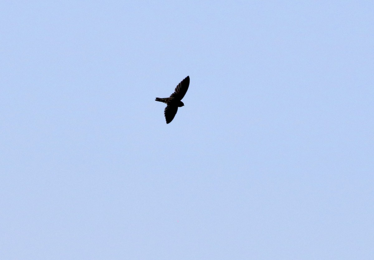 Cave Swiftlet - ML638790892