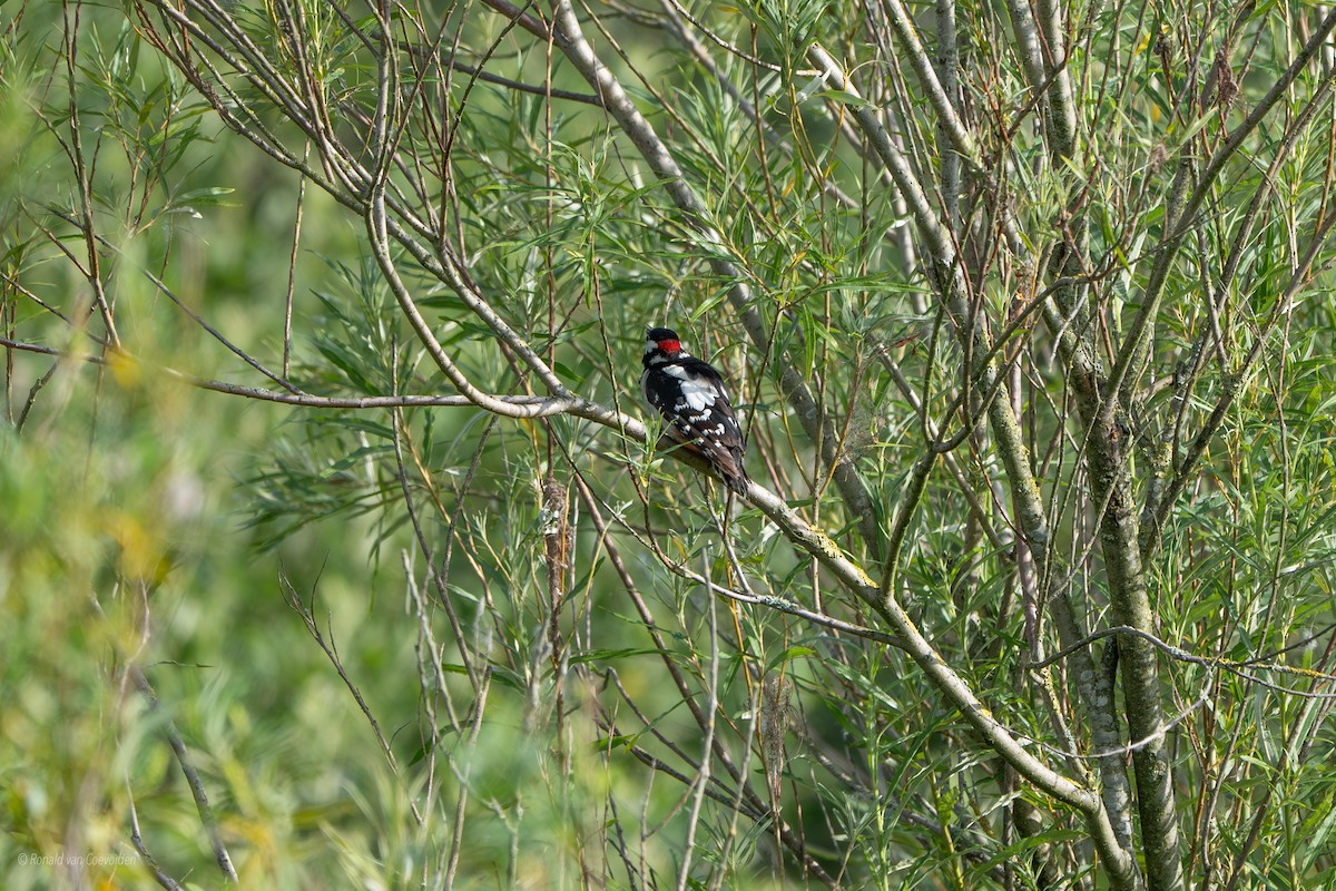 Great Spotted Woodpecker - ML638790894