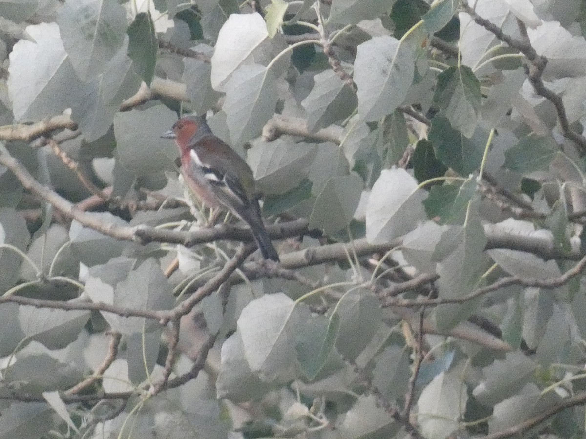 Common Chaffinch - ML638790895