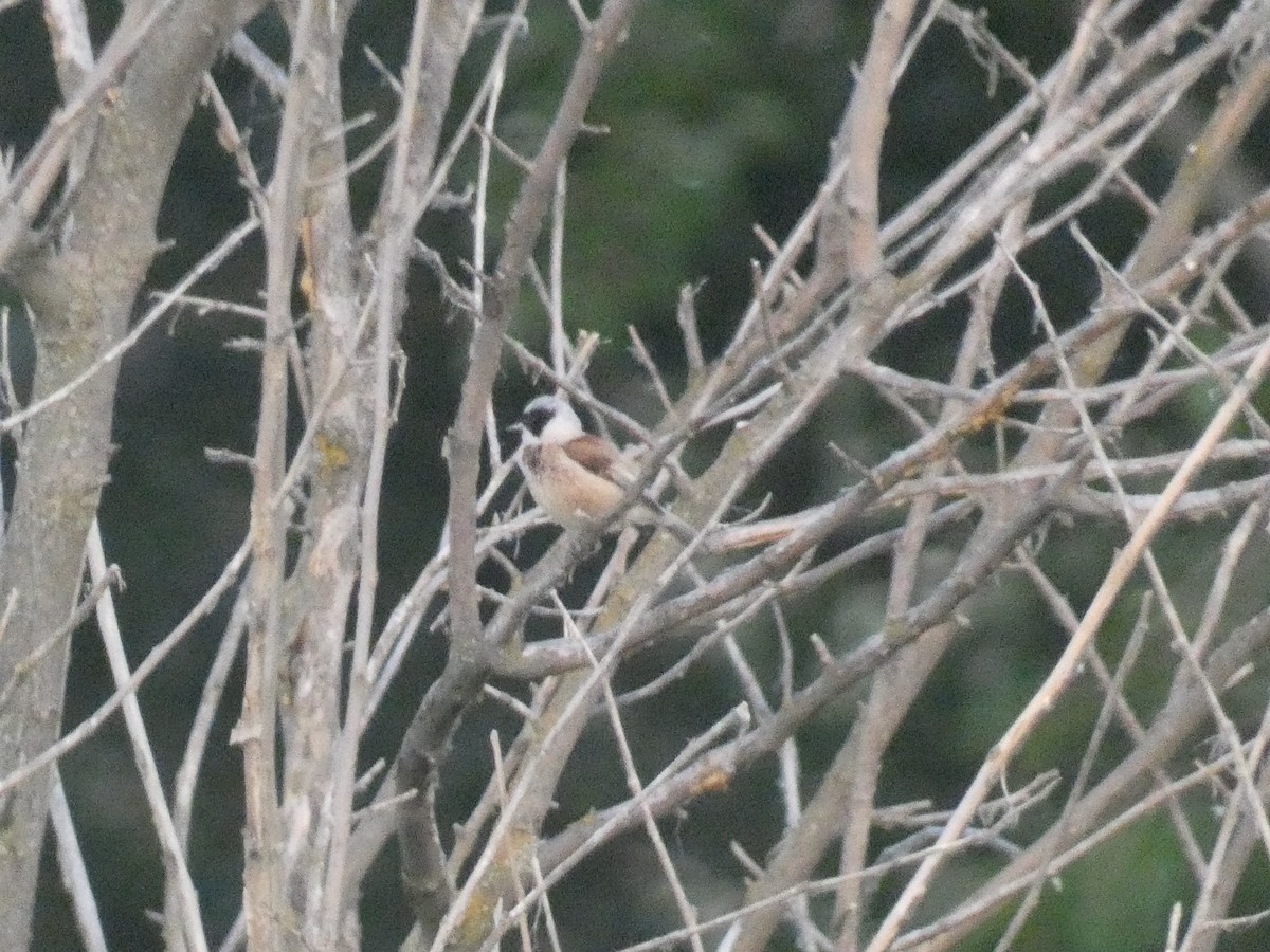 Eurasian Penduline-Tit - ML638790899