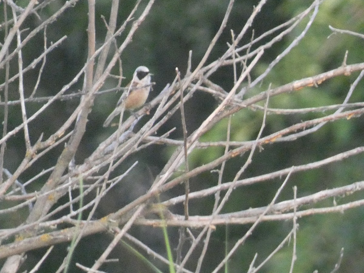 Eurasian Penduline-Tit - ML638790900