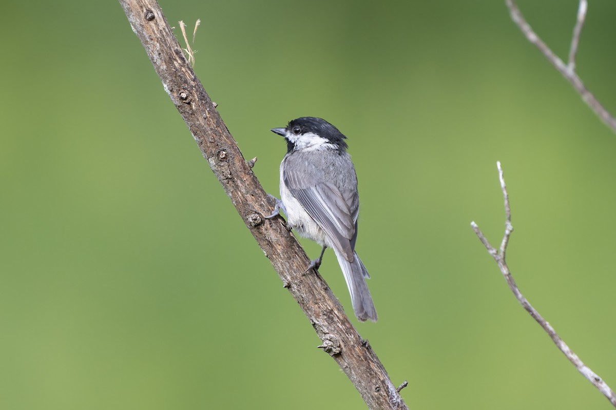 Carolina Chickadee - ML638790903