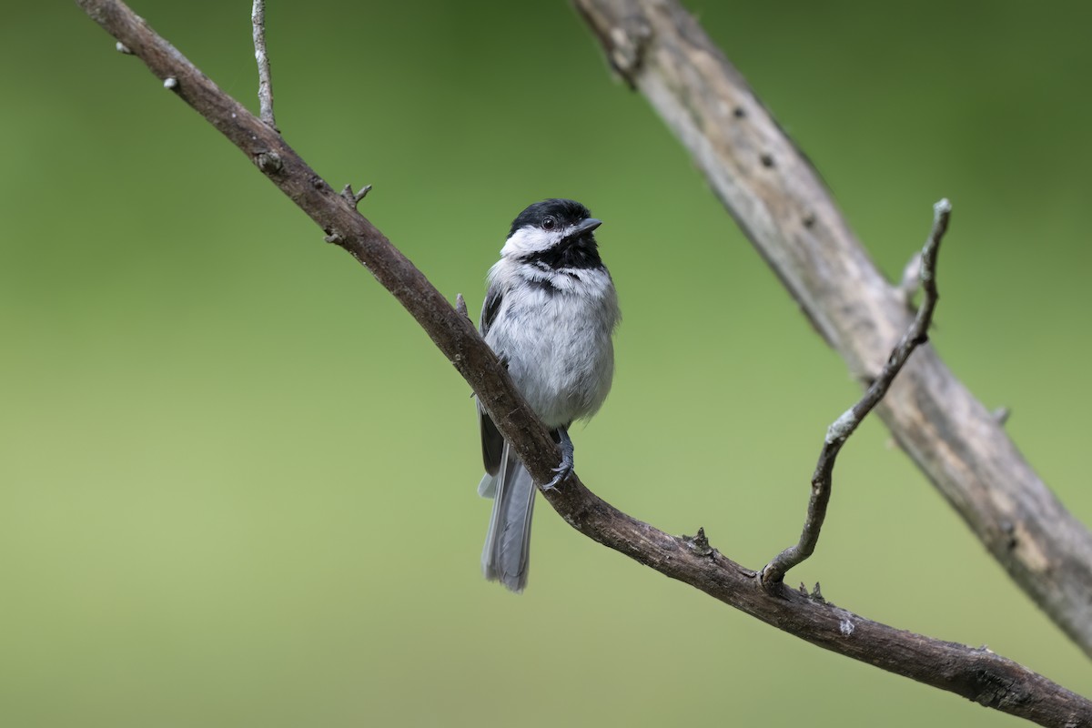 Carolina Chickadee - ML638790905