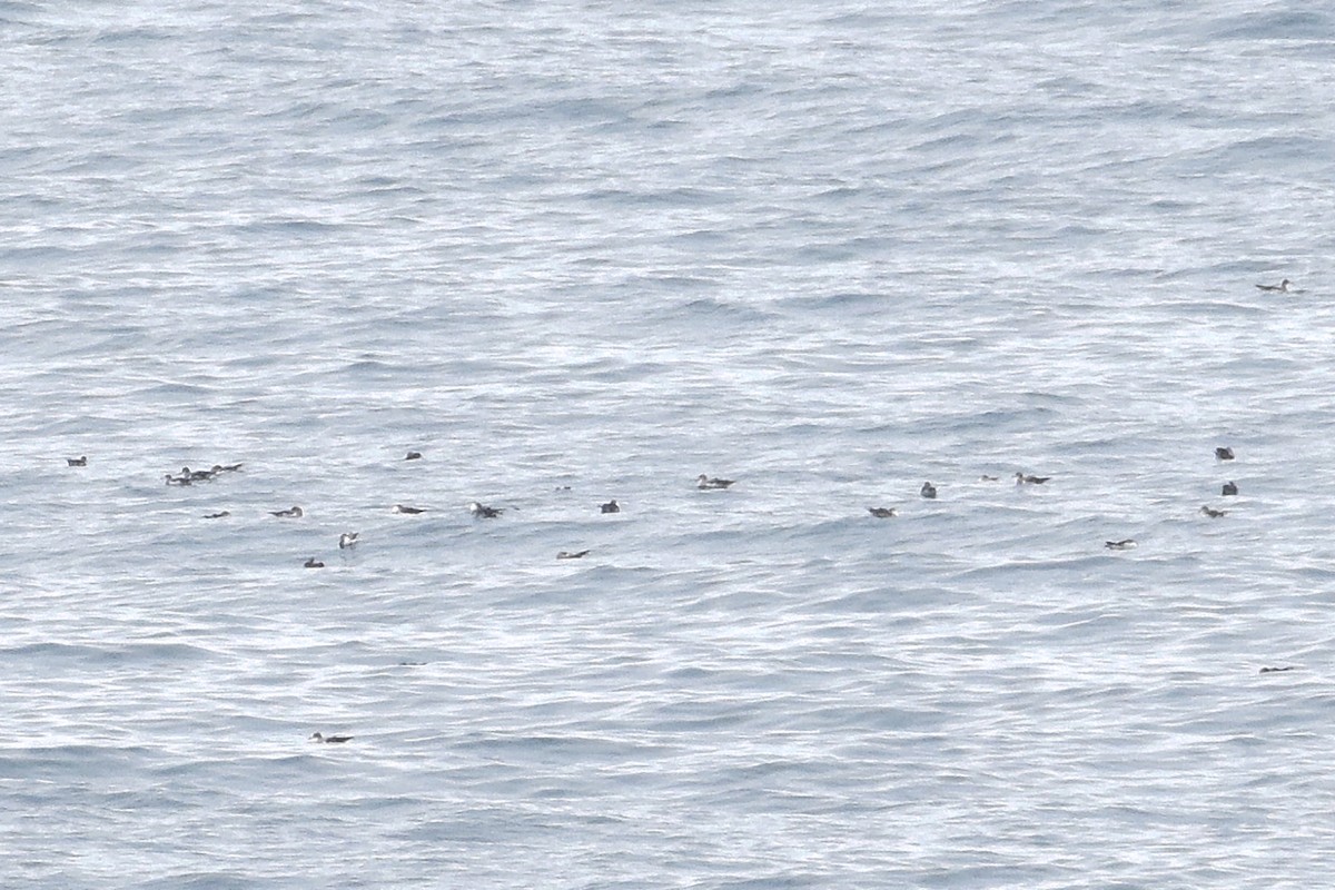 Cory's Shearwater - ML638790908