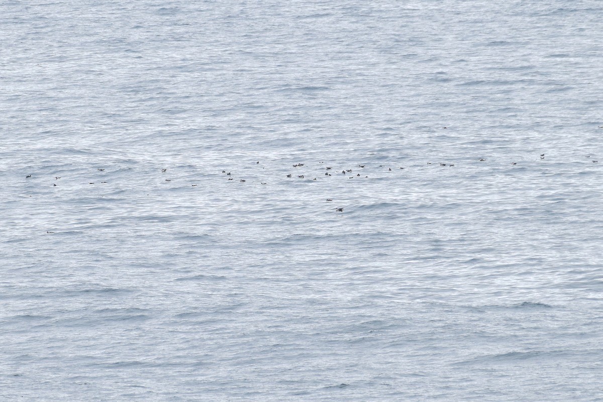 Cory's Shearwater - ML638790909