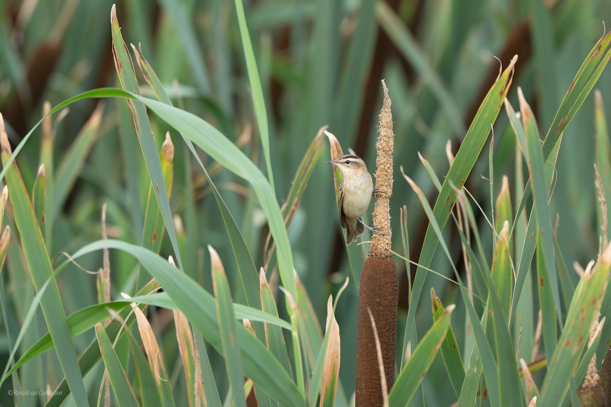 Sedge Warbler - ML638790916