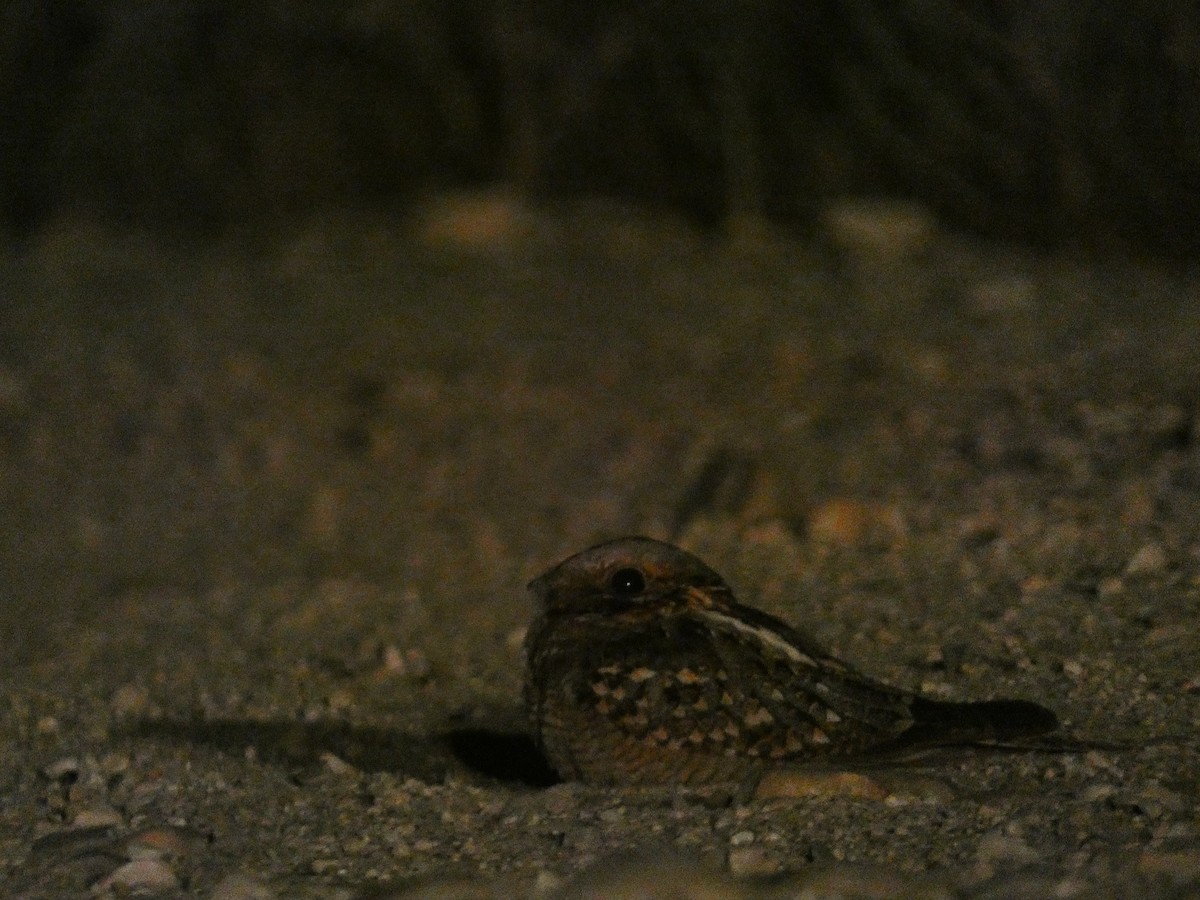 Red-necked Nightjar - ML638790917