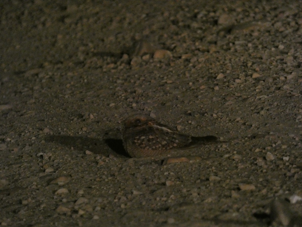 Red-necked Nightjar - ML638790919