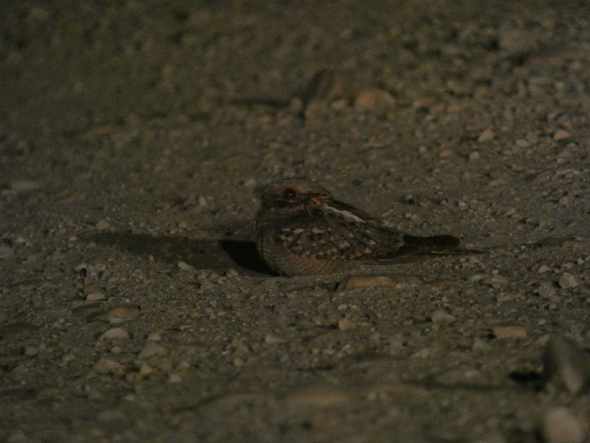 Red-necked Nightjar - ML638790920