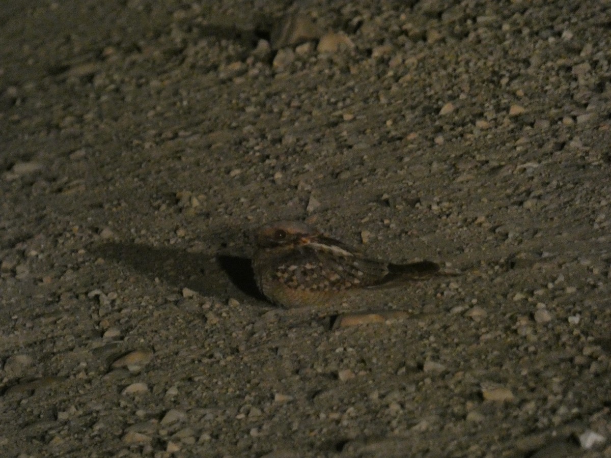 Red-necked Nightjar - ML638790921