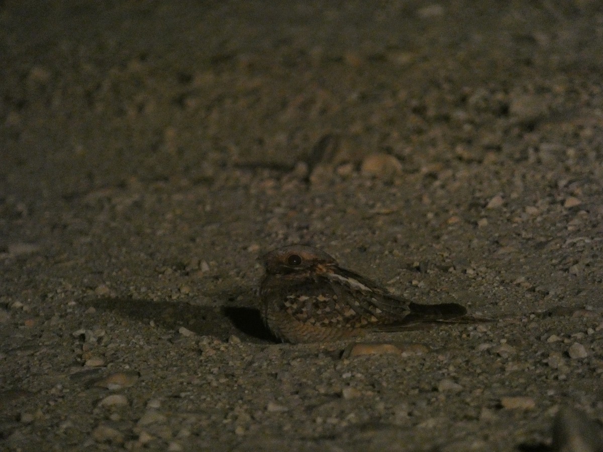 Red-necked Nightjar - ML638790922