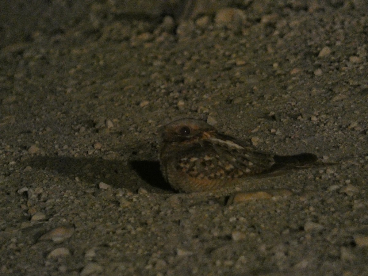 Red-necked Nightjar - ML638790924