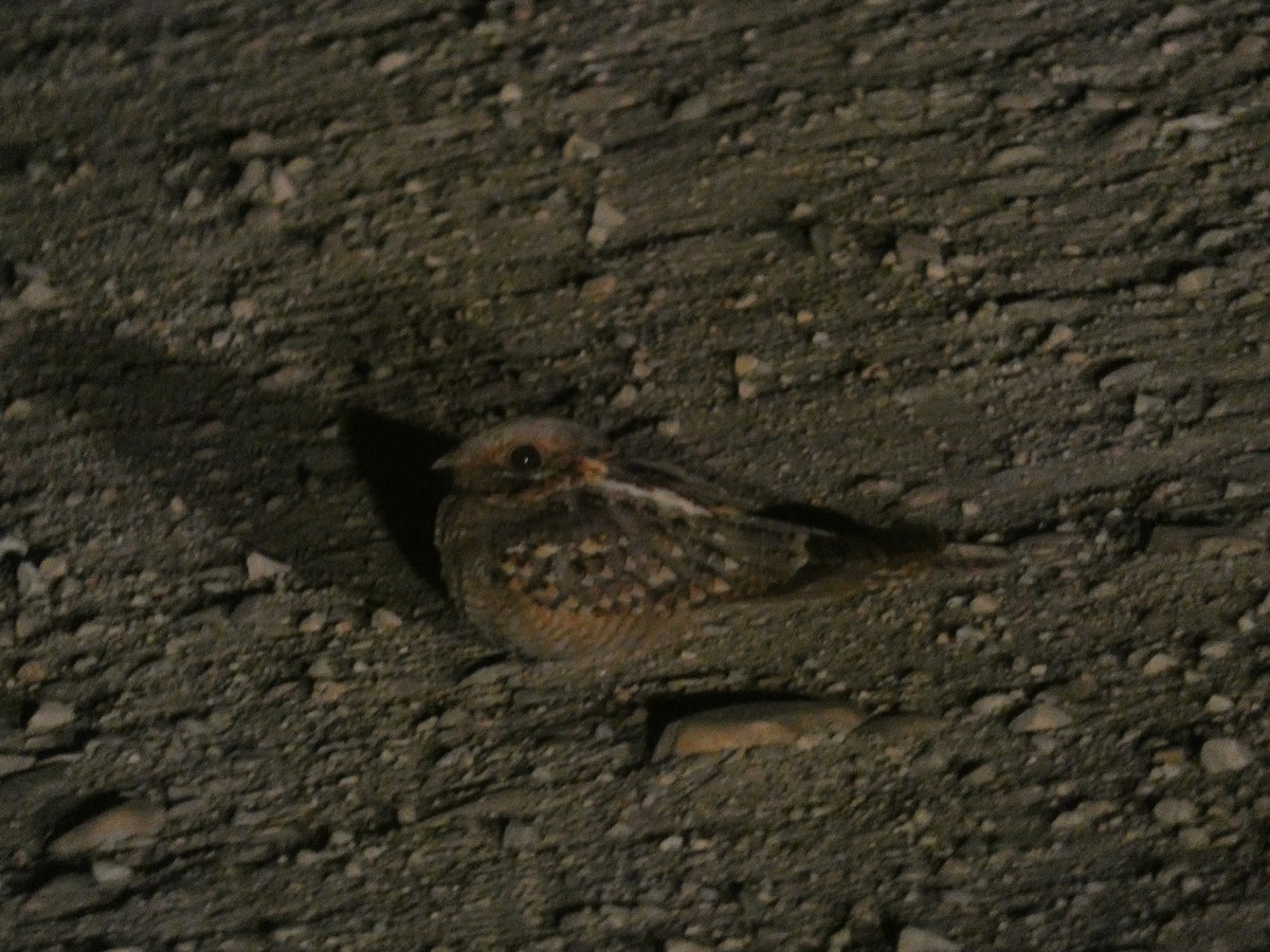 Red-necked Nightjar - ML638790926