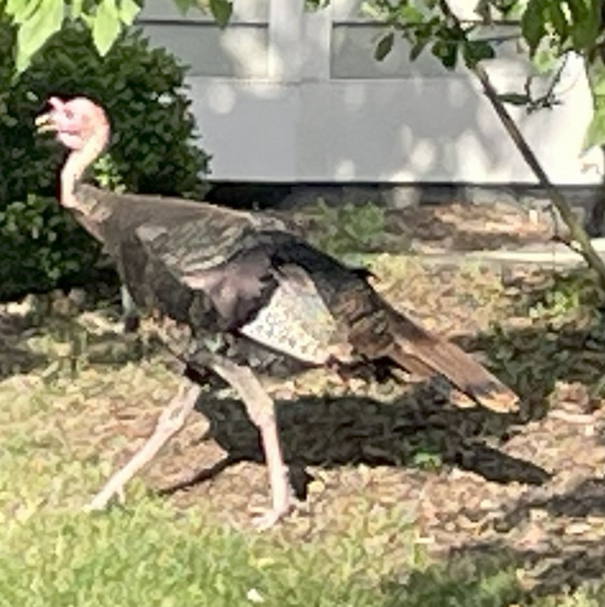Wild Turkey - ML638790930