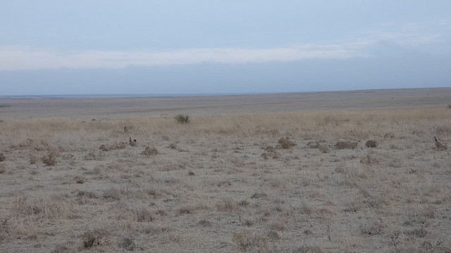 Lesser Prairie-Chicken - ML638790937
