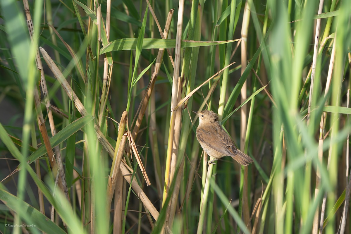 Common Reed Warbler - ML638790941