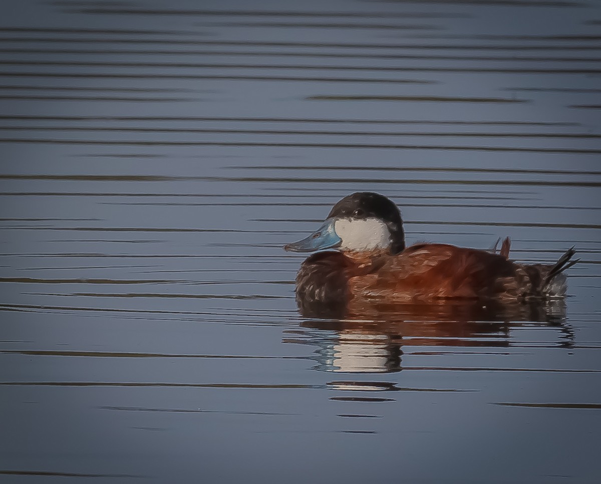Ruddy Duck - ML638790951