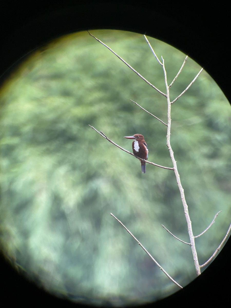 White-throated Kingfisher - ML638790995