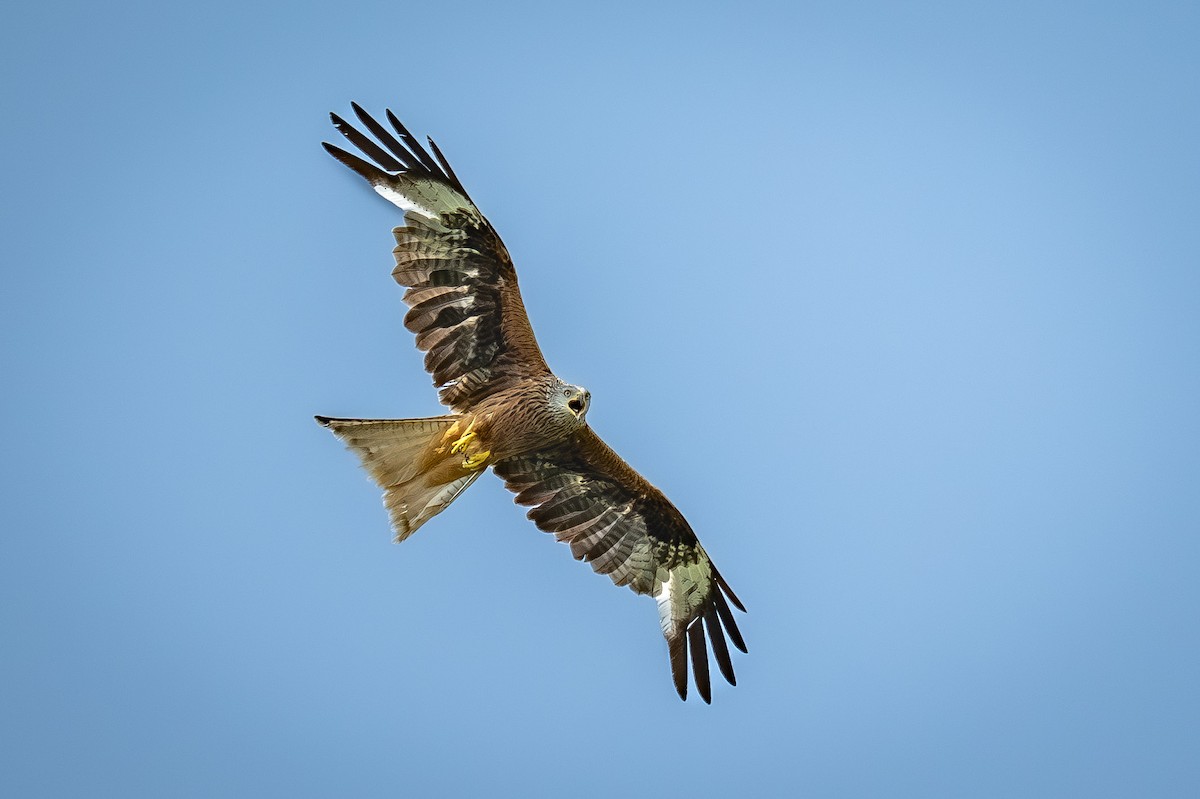 Red Kite - ML638791000