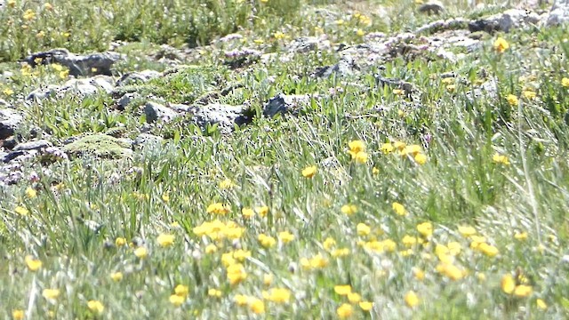 White-tailed Ptarmigan - ML638791020