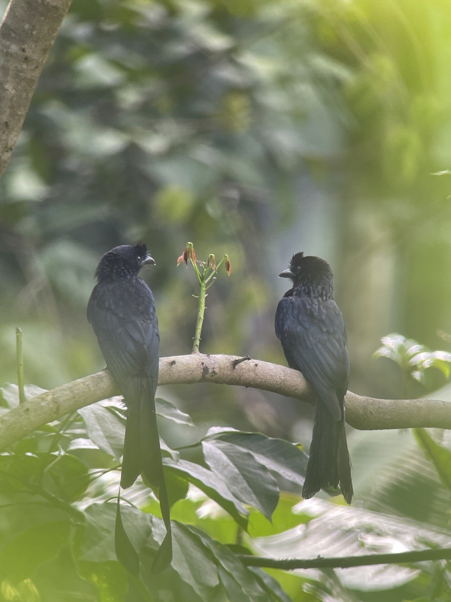 Greater Racket-tailed Drongo - ML638791040