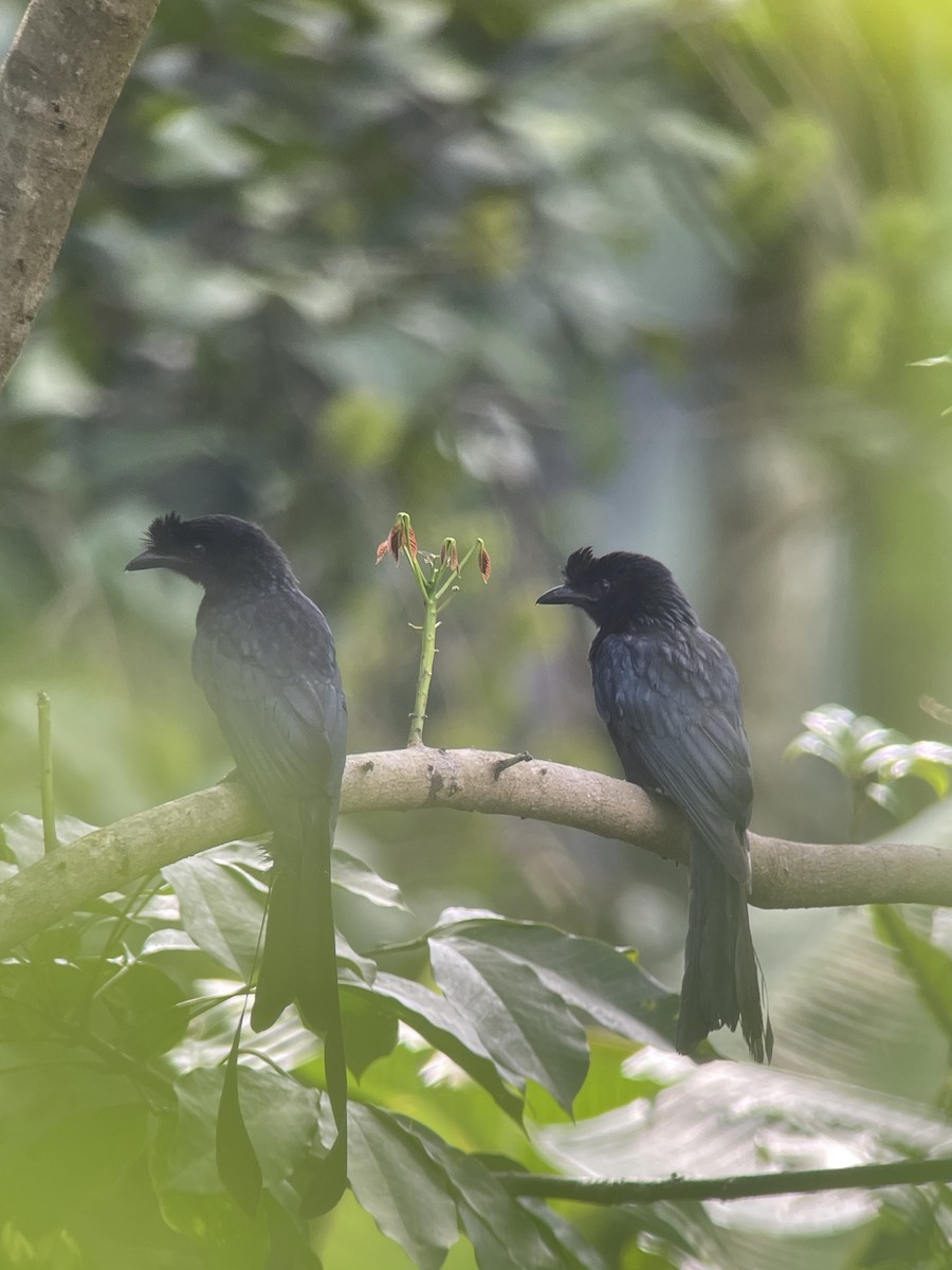 Greater Racket-tailed Drongo - ML638791041