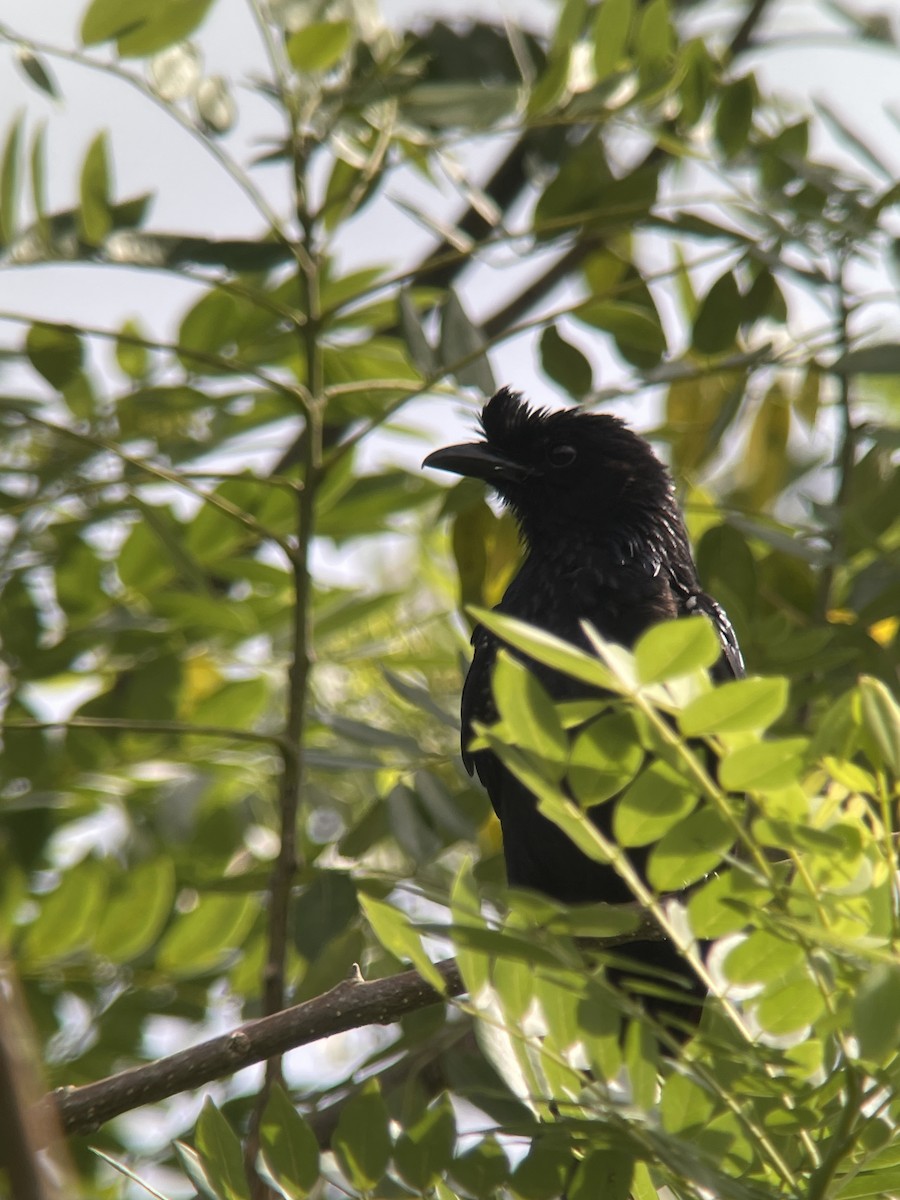 Greater Racket-tailed Drongo - ML638791042