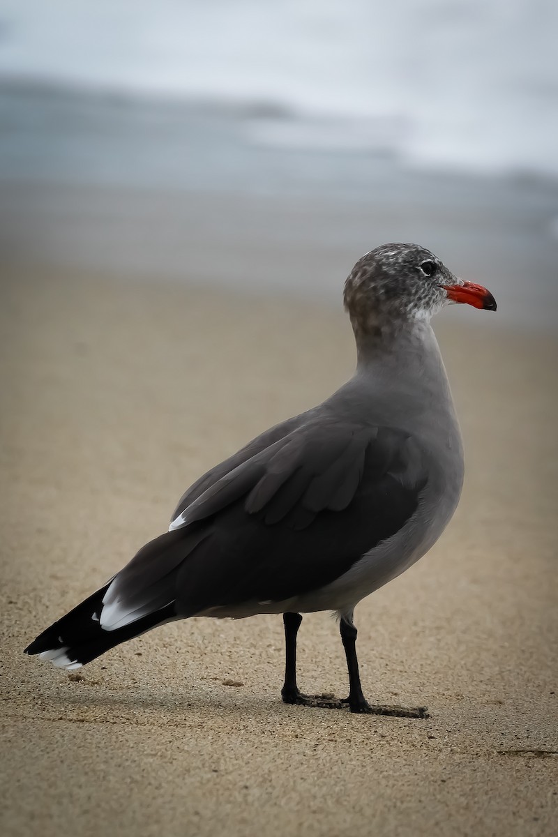 Heermann's Gull - ML638791052