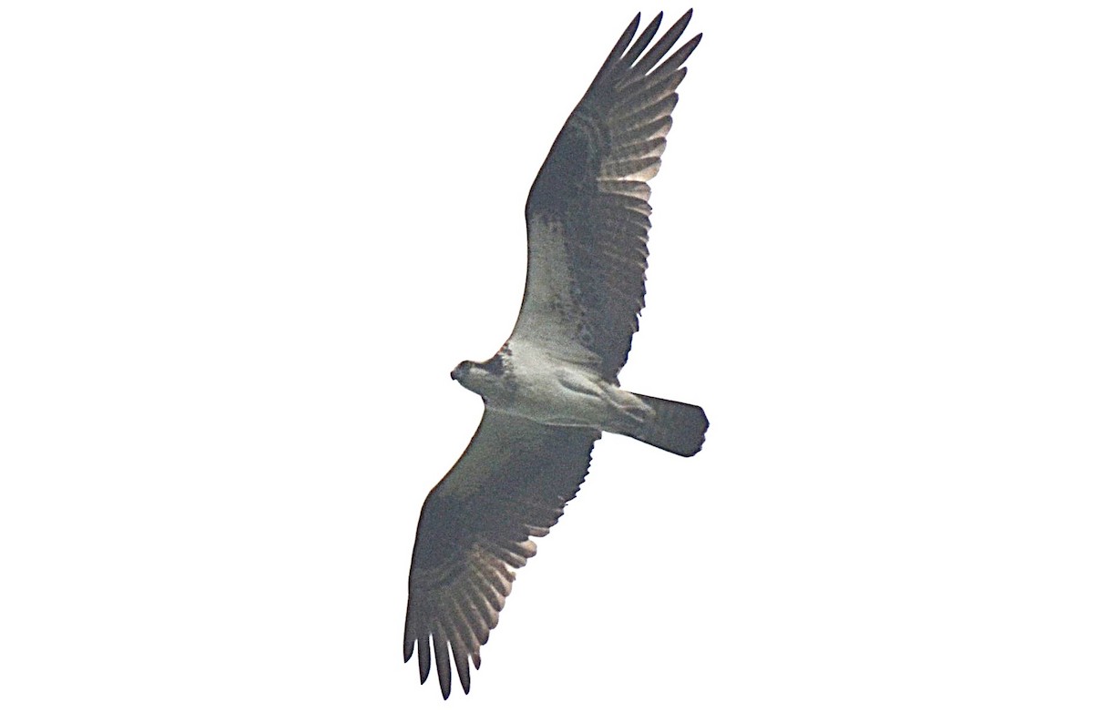 Falco pescatore - ML638791066