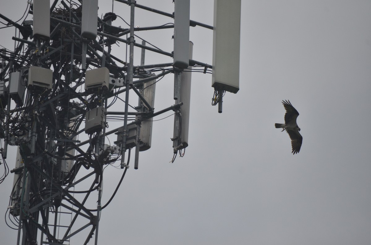 Falco pescatore - ML638791068