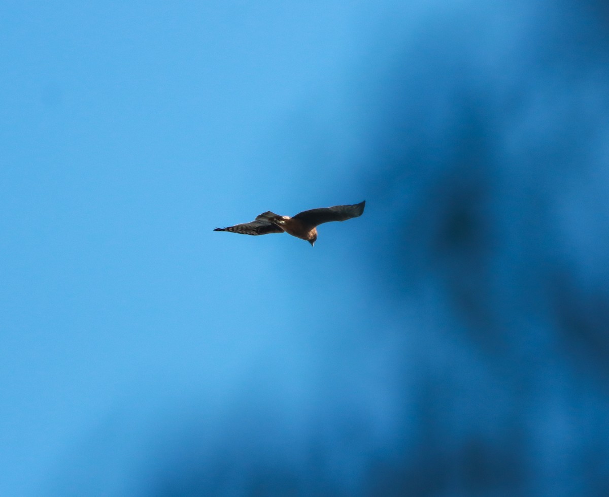 Little Eagle - ML638791077