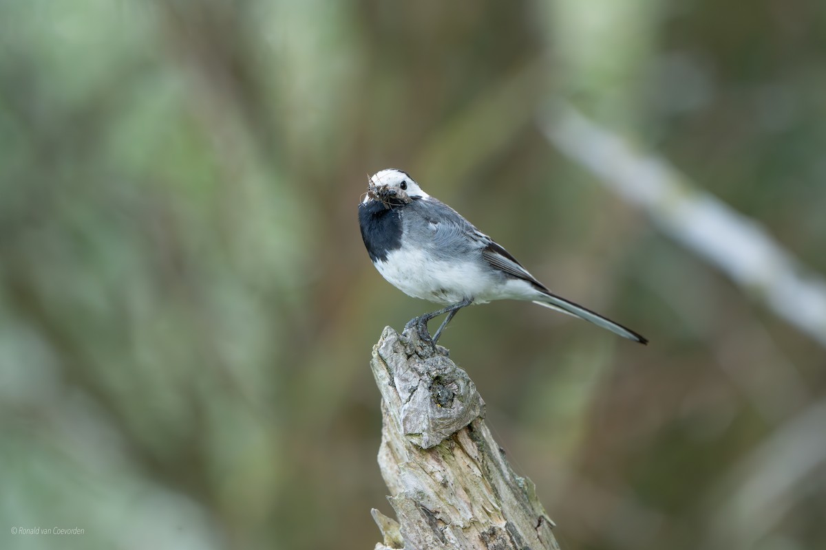 White Wagtail - ML638791084