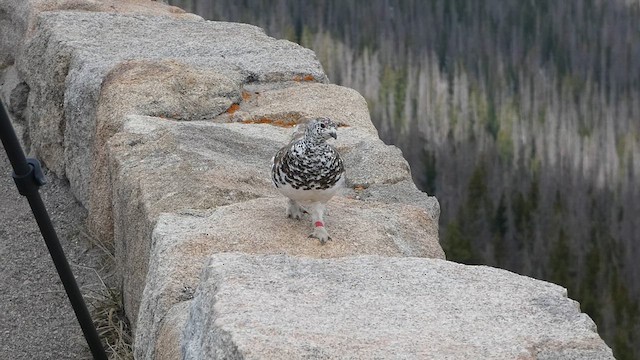 White-tailed Ptarmigan - ML638791093