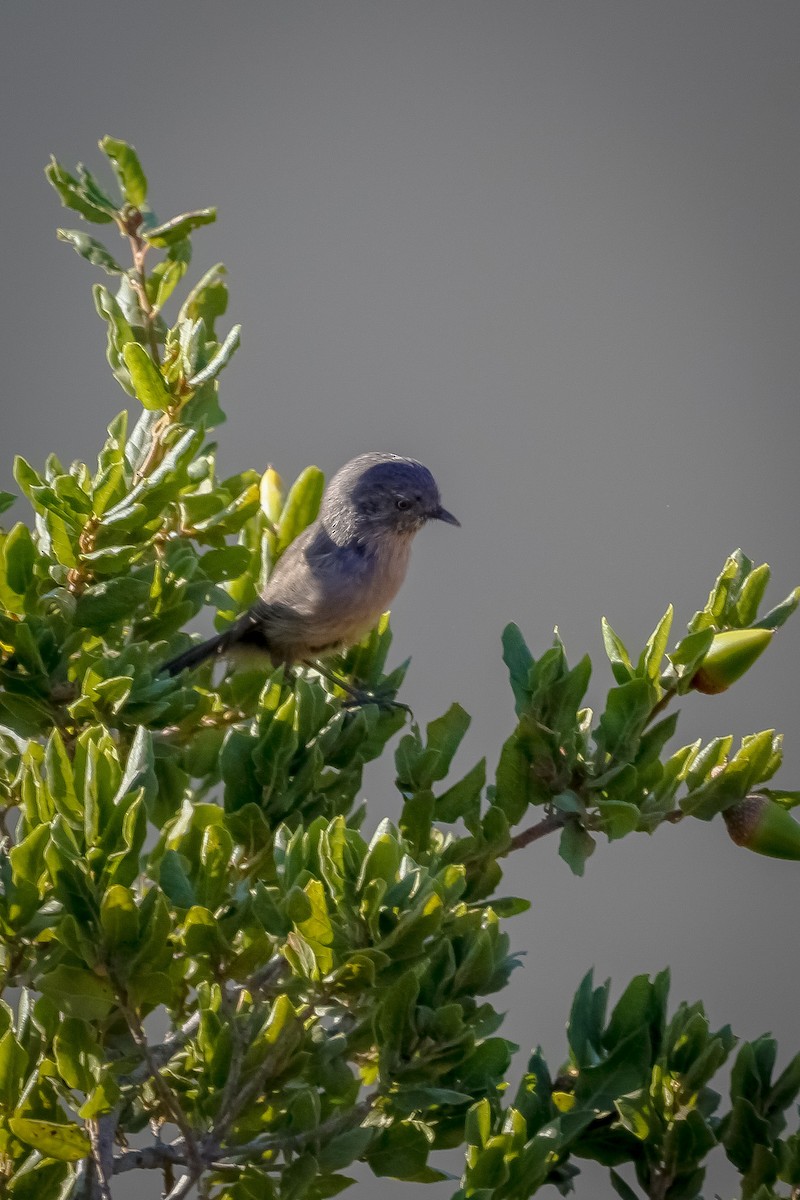 Wrentit - ML638791095